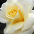 Jaune - Rosiers floribunda - Diana®